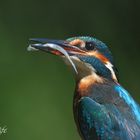 Alcedo atthis