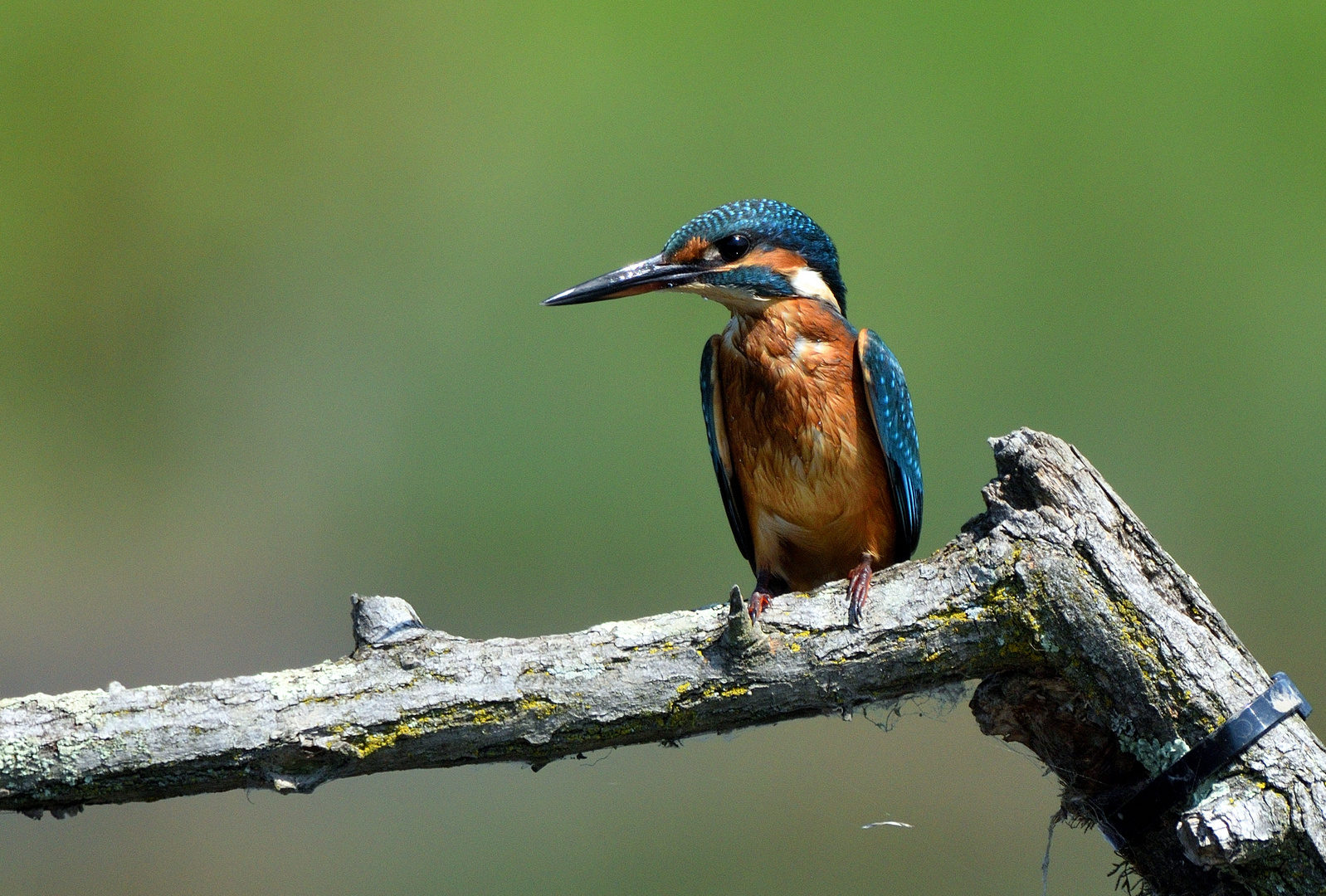 Alcedo Atthis in piena attività estiva