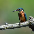 Alcedo Atthis in piena attività estiva