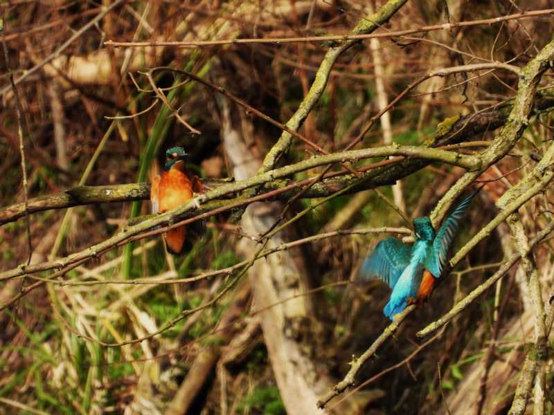 Alcedo atthis - kingfisher - Eisvogel im Havelland