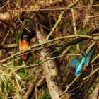 Alcedo atthis - kingfisher - Eisvogel im Havelland