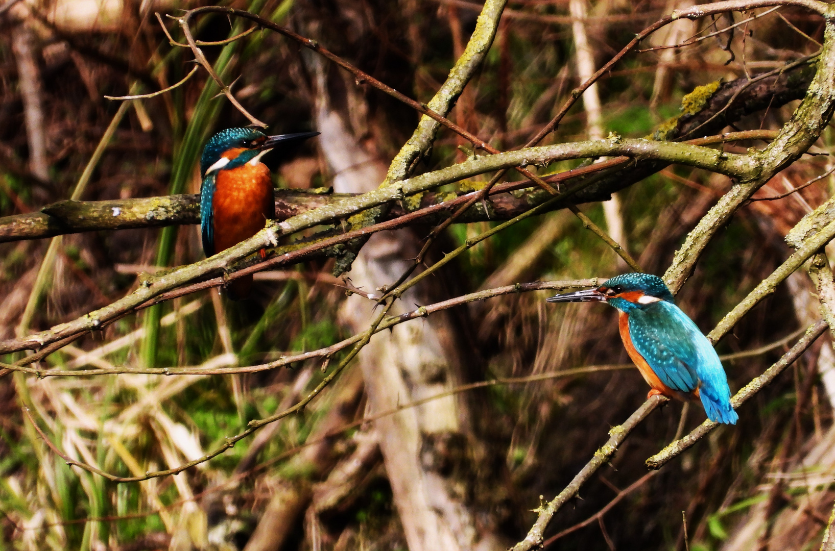 Alcedo atthis - kingfisher - Eisvogel im Havelland