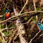 Alcedo atthis - kingfisher - Eisvogel im Havelland