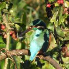 Alcedo atthis - kingfisher - Eisvogel im Havelland