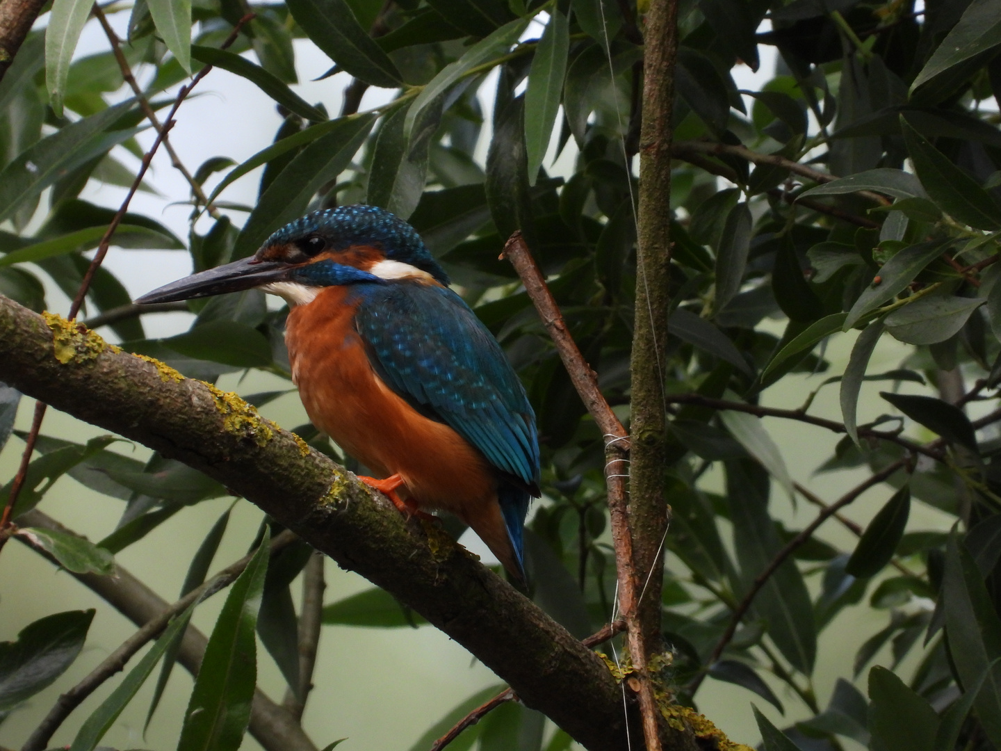 Alcedo atthis - kingfisher - Eisvogel im Havelland