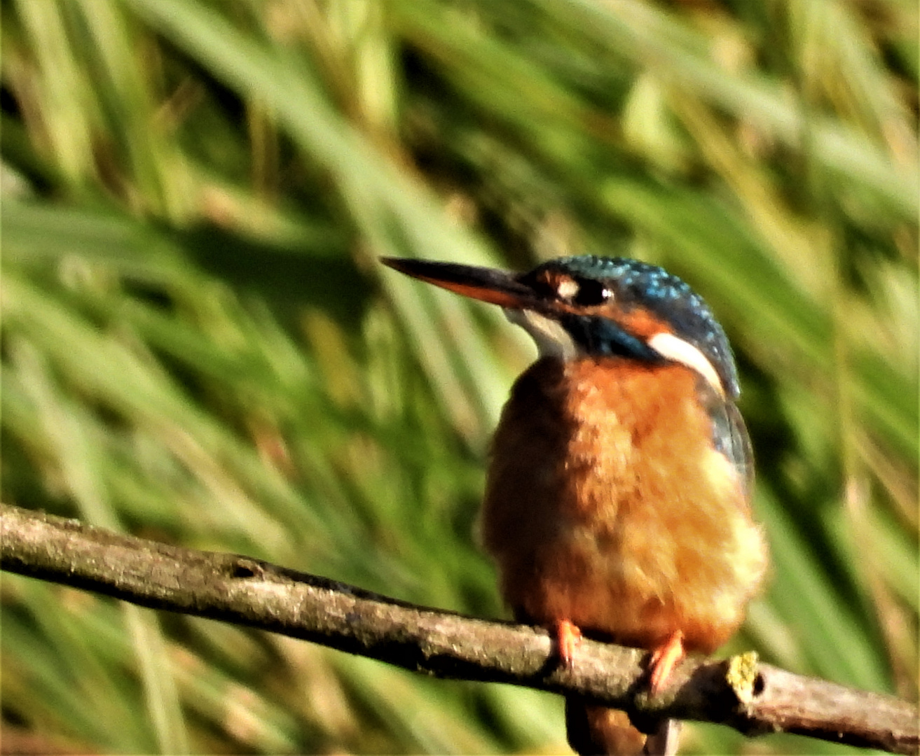 Alcedo atthis - kingfisher - Eisvogel im Havelland