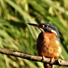 Alcedo atthis - kingfisher - Eisvogel im Havelland