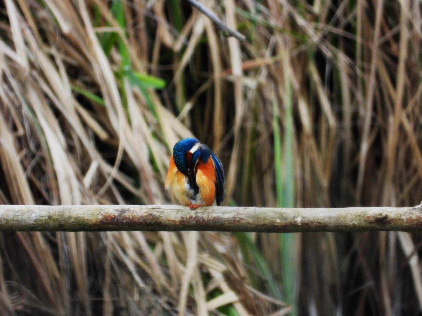 Alcedo atthis - kingfisher - Eisvogel im Havelland