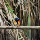 Alcedo atthis - kingfisher - Eisvogel im Havelland