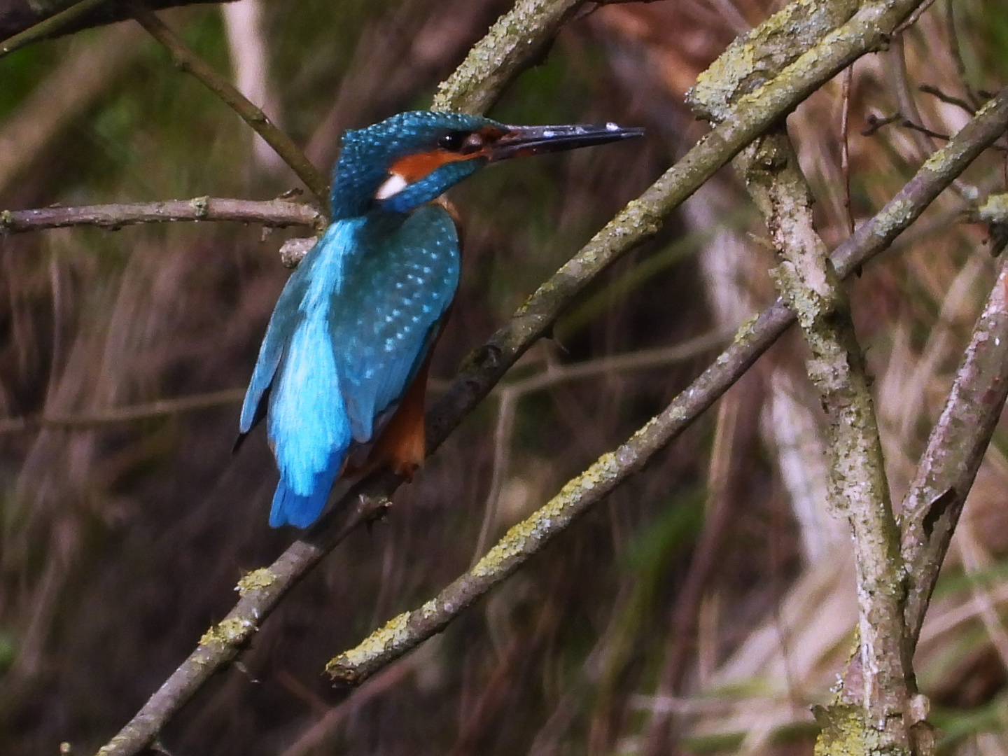 Alcedo atthis - kingfisher - Eisvogel im Havelland