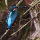 Alcedo atthis - kingfisher - Eisvogel im Havelland