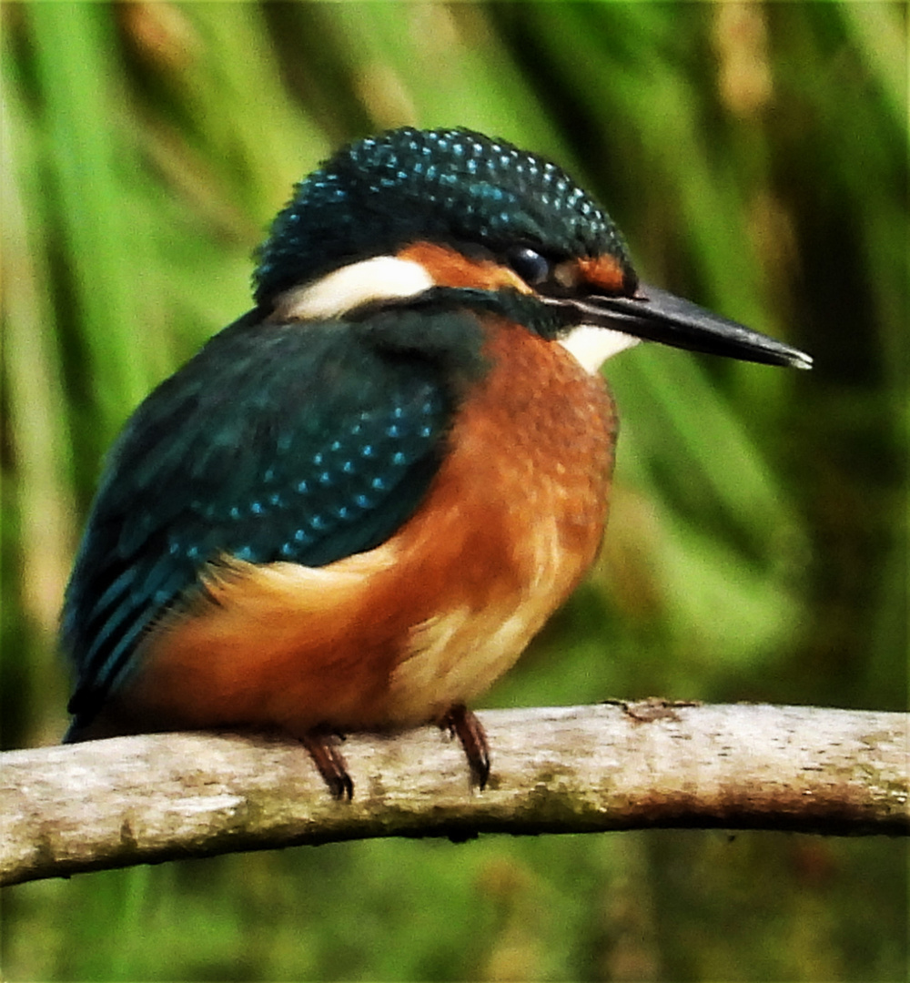 Alcedo atthis - kingfisher - Eisvogel im Havelland