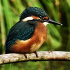 Alcedo atthis - kingfisher - Eisvogel im Havelland