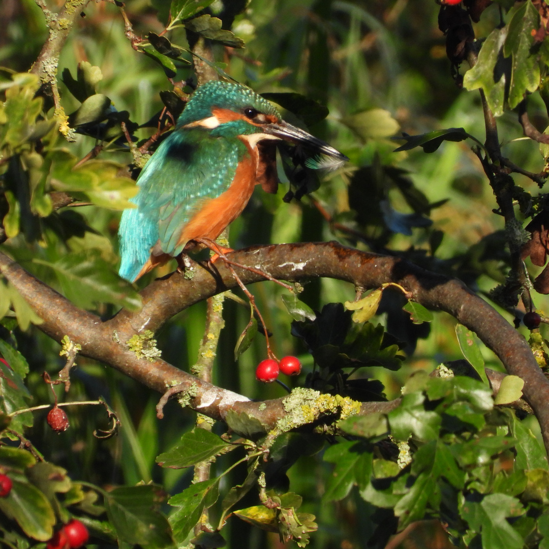 Alcedo atthis - kingfisher - Eisvogel im Havelland