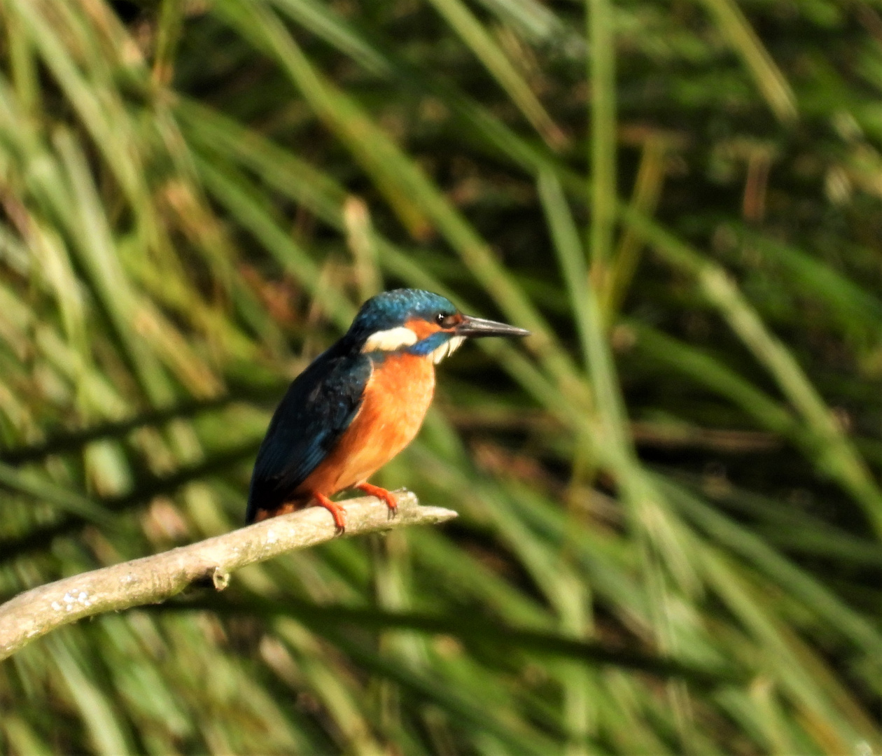 Alcedo atthis - kingfisher - Eisvogel im Havelland