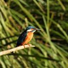 Alcedo atthis - kingfisher - Eisvogel im Havelland