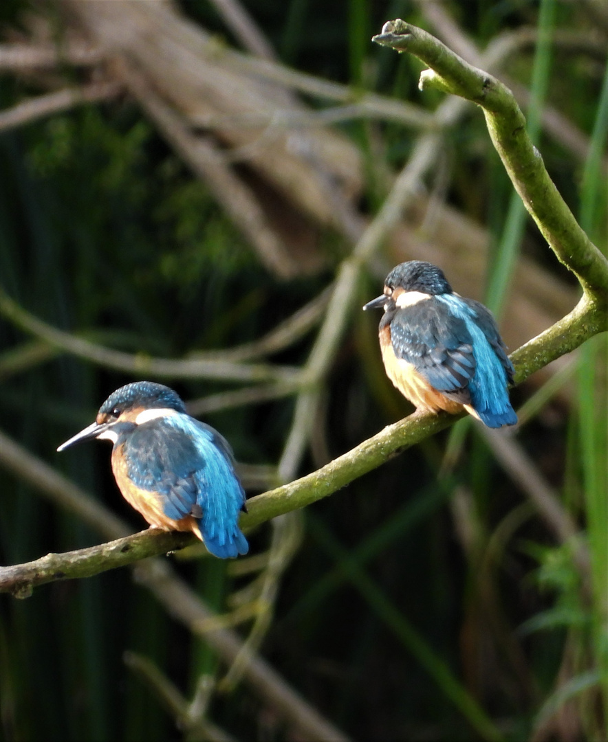 Alcedo atthis - kingfisher - Eisvogel im Havelland