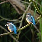 Alcedo atthis - kingfisher - Eisvogel im Havelland