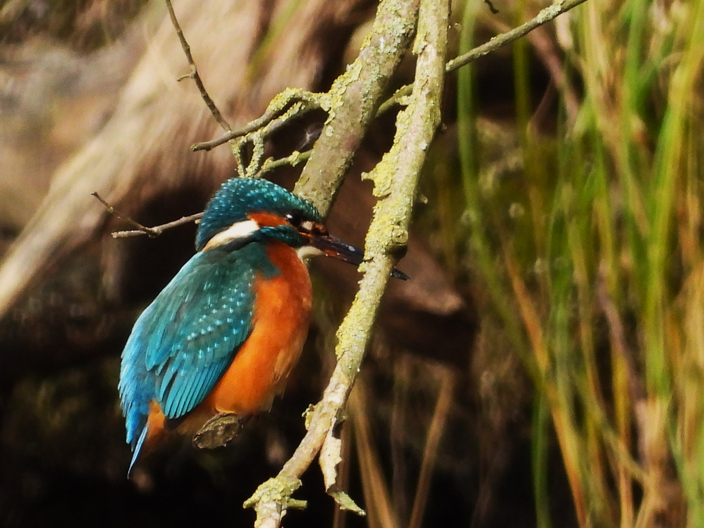Alcedo atthis - kingfisher - Eisvogel im Havelland