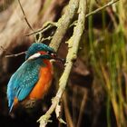 Alcedo atthis - kingfisher - Eisvogel im Havelland