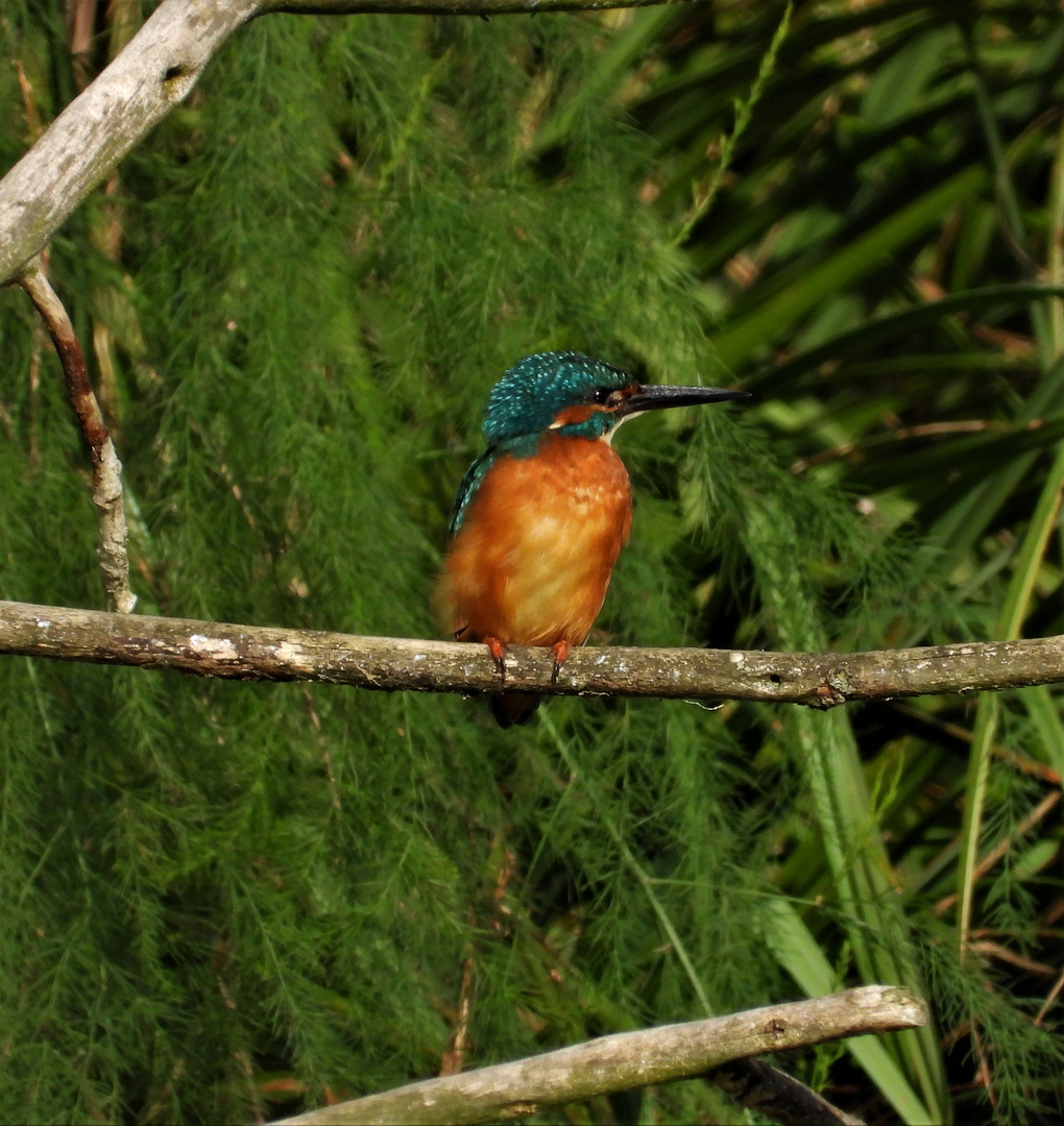 Alcedo atthis - kingfisher - Eisvogel im Havelland