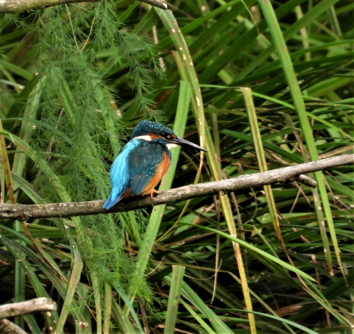 Alcedo atthis - kingfisher - Eisvogel im Havelland