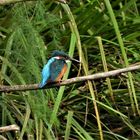 Alcedo atthis - kingfisher - Eisvogel im Havelland