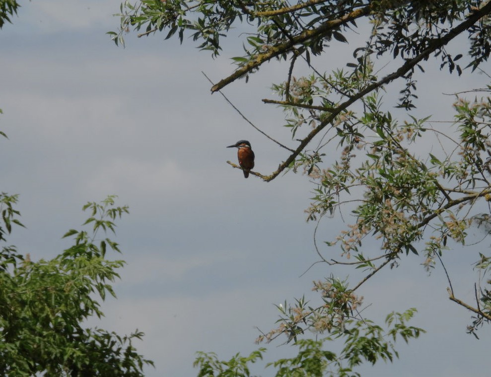 Alcedo atthis - kingfisher - Eisvogel im Havelland