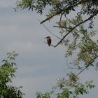 Alcedo atthis - kingfisher - Eisvogel im Havelland