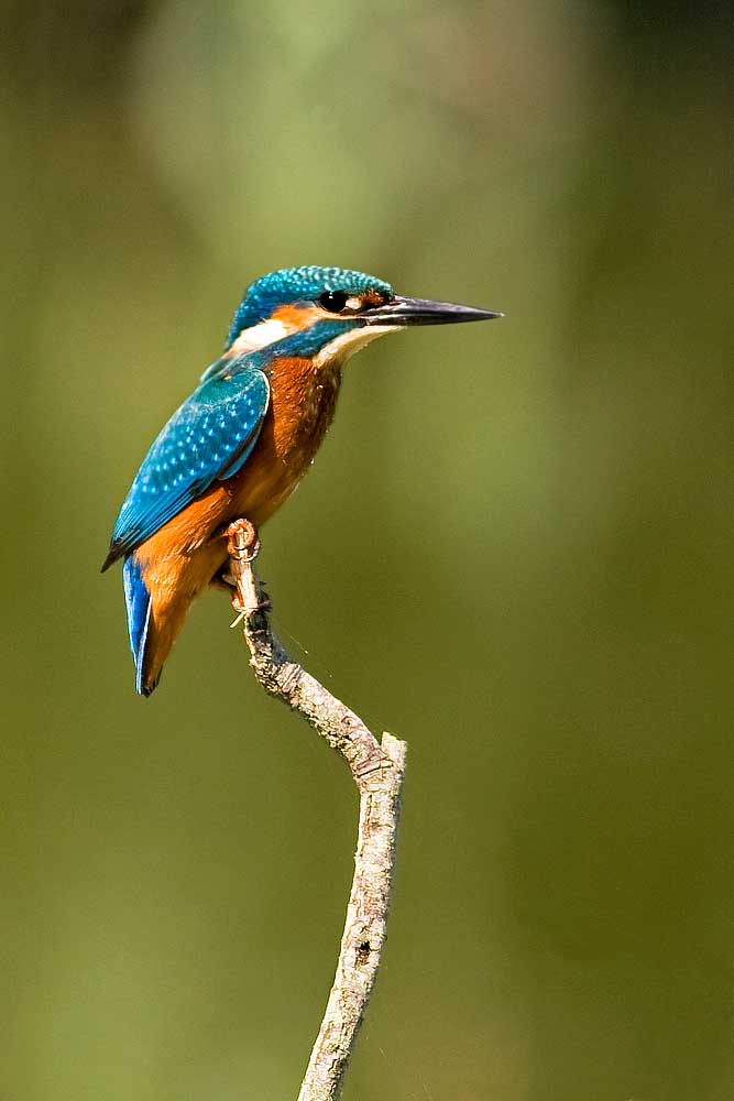 Alcedo atthis (martin pescatore)