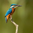 Alcedo atthis (martin pescatore)