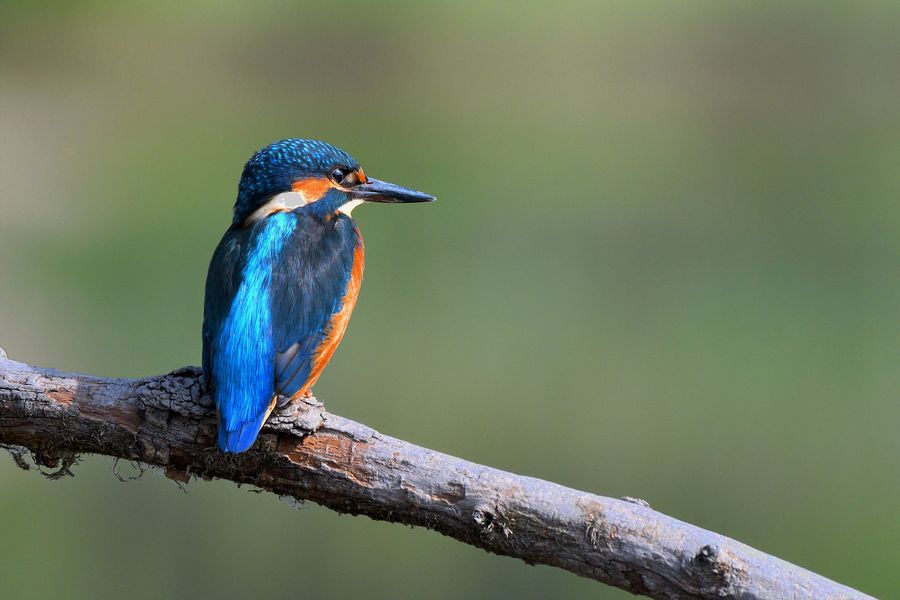 Alcedo Atthis maschio