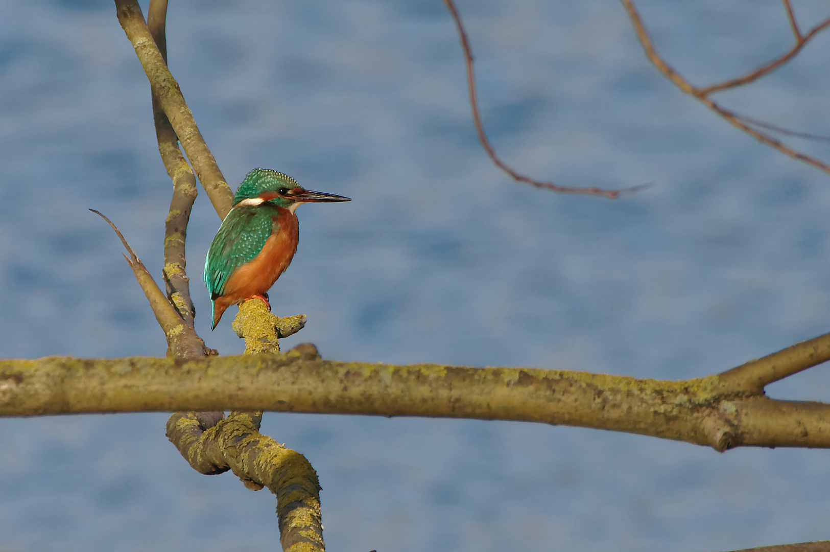 Alcedo atthis niederlandensis