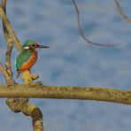 Alcedo atthis niederlandensis