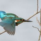 Alcedo attis