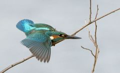 Alcedo attis