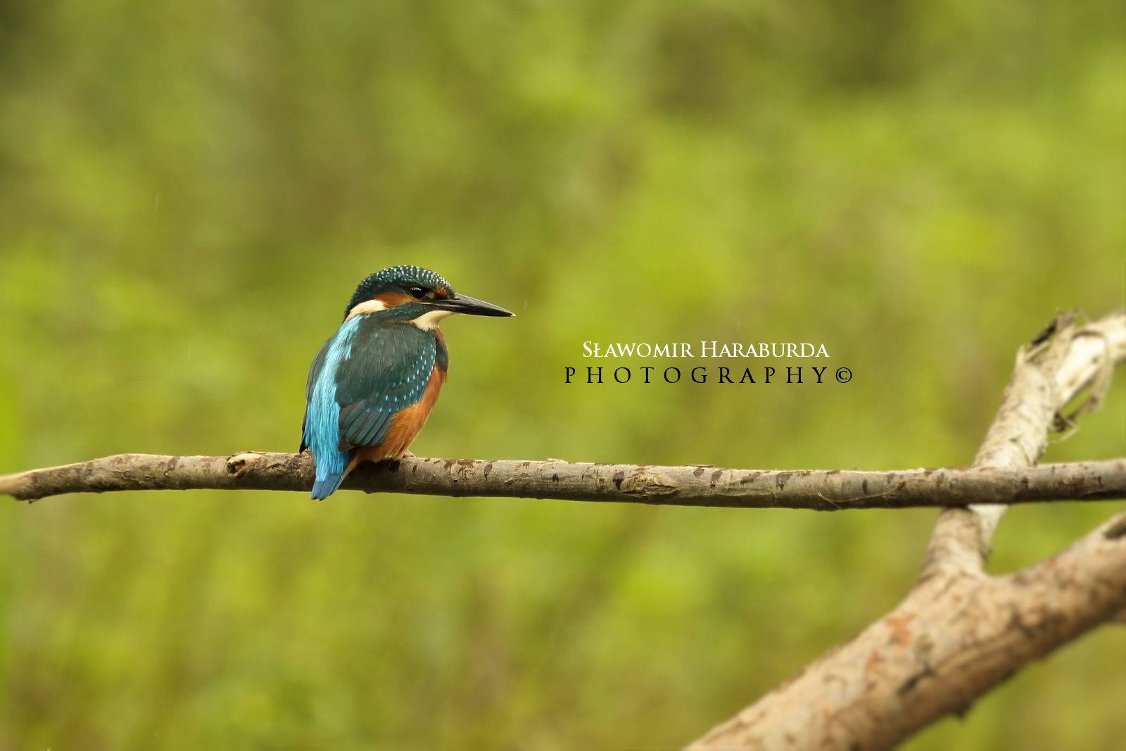 Alcedo attis