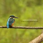 Alcedo attis