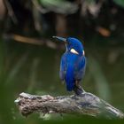 Alcedo azurea