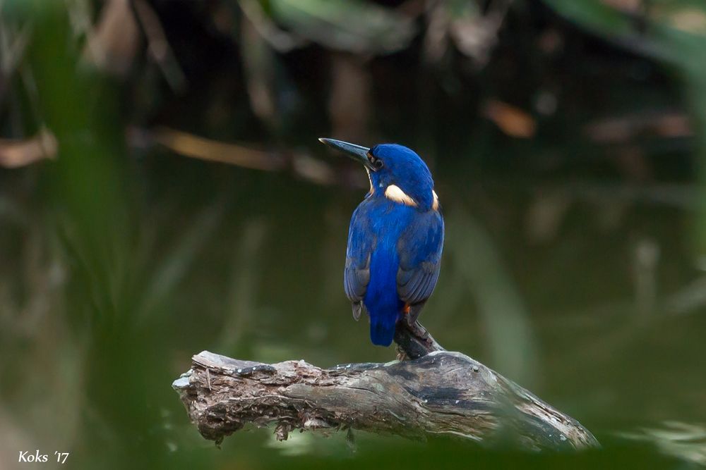 Alcedo azurea