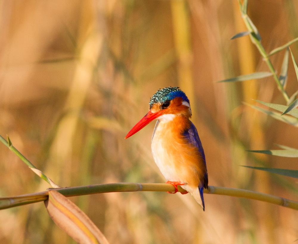 Alcedo cristata