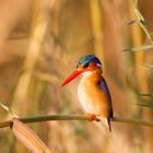 Alcedo cristata