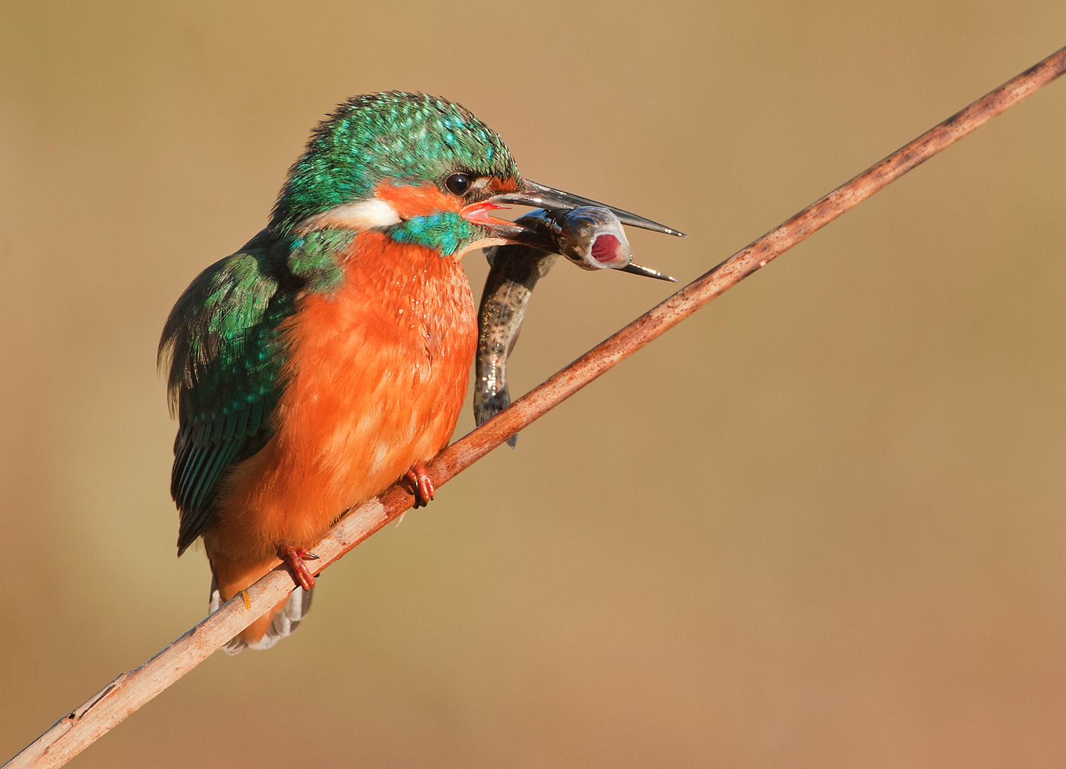 ALCEDO....