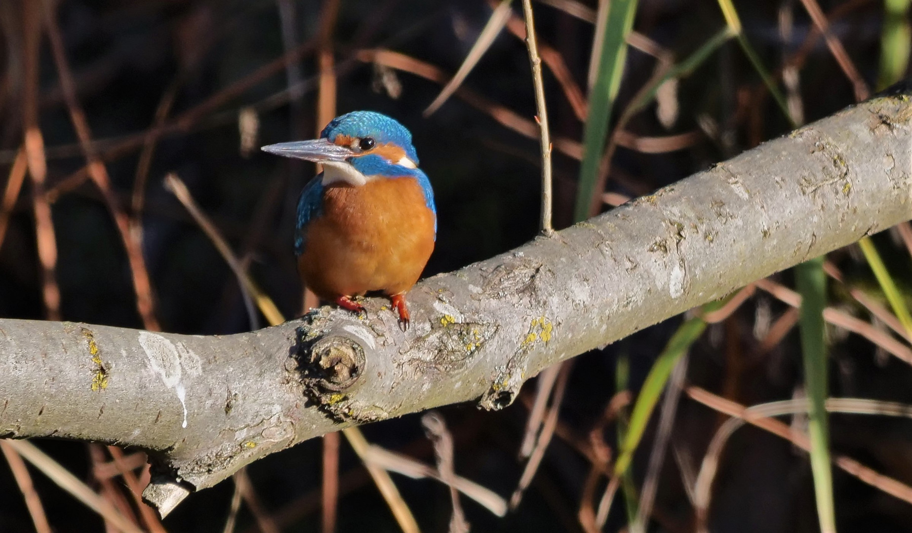 Alcedo