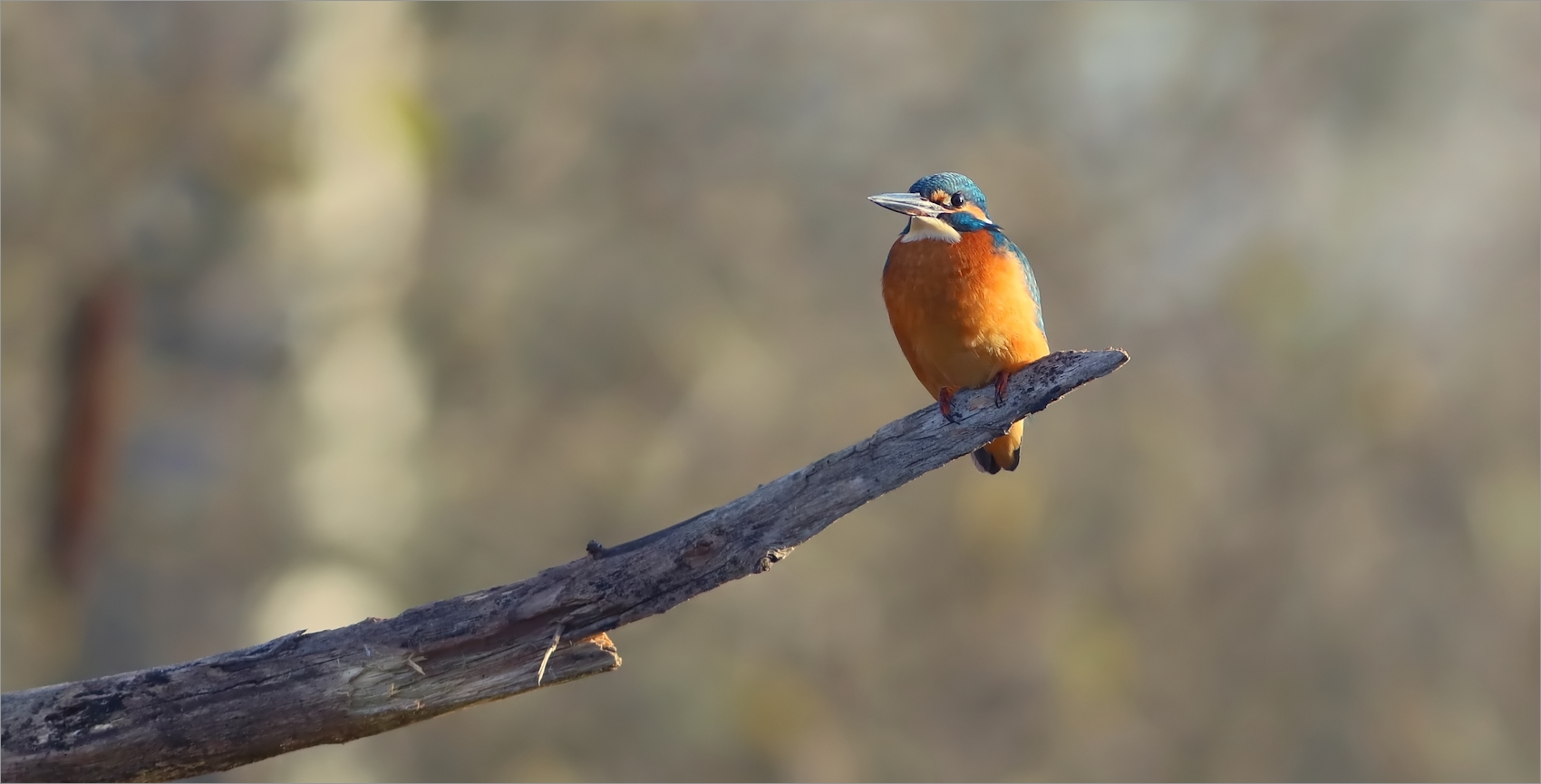 Alcedo