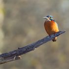 Alcedo