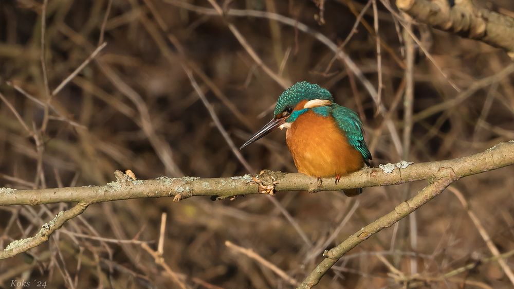 Alcedo Kugelrund