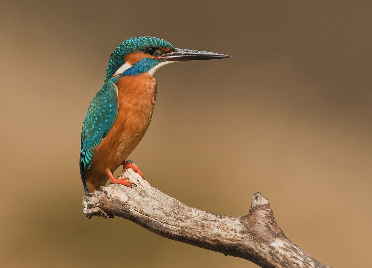 ALCEDO......IN POSA !!