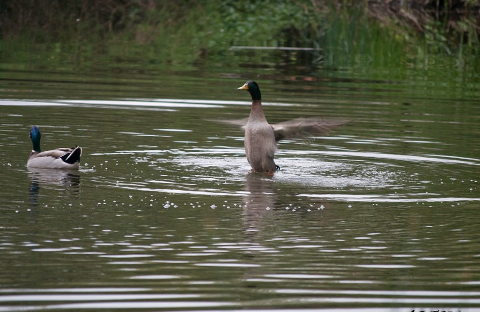 alcemos el vuelo