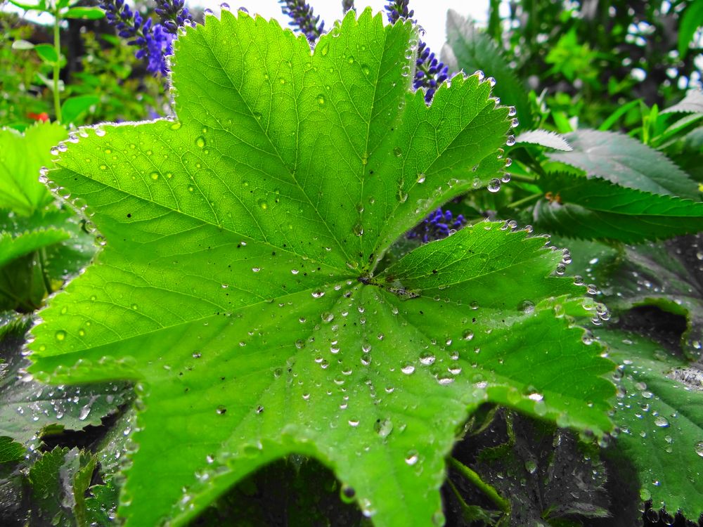 Alchemilla ( Frauenmantel )